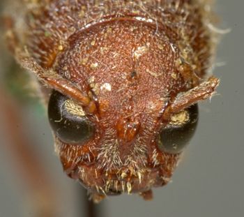 Media type: image;   Entomology 7231 Aspect: head frontal view